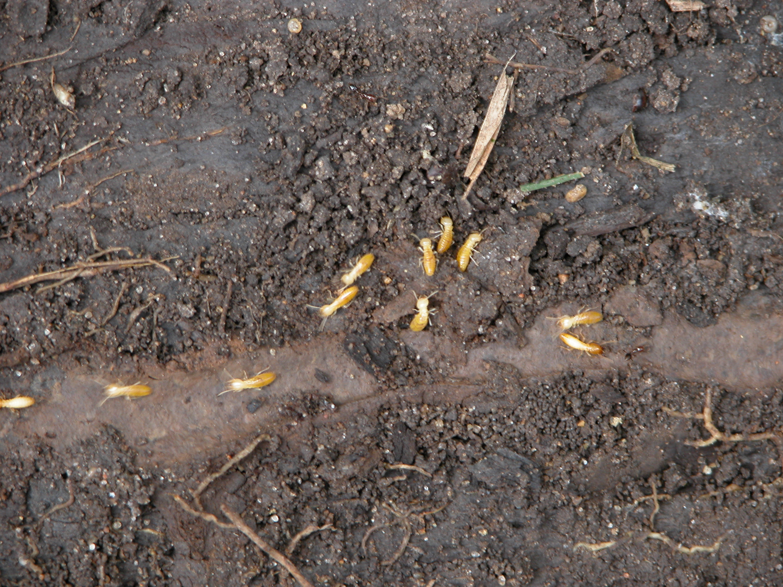 Early termite swarms are not new to south Louisiana